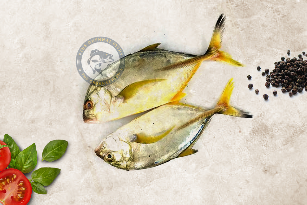 Para / பாறை மீன் (Medium) - (500g)